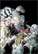 Bonaire 13